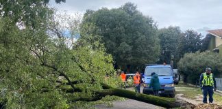Vento forte e alberi a terra a Pegognaga e Castellucchio. Vigili del Fuoco al lavoro