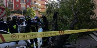 Uccisa da albero caduto a Roma, il legale: “Il Comune è civilmente responsabile”
