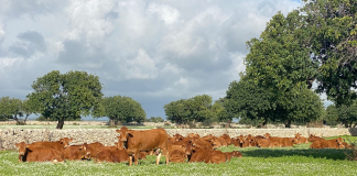 L’allevatore 4.0: “Carne sintetica una grossa bufala”