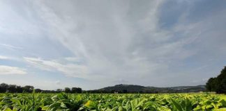 Philip Morris Italia: “Con accordi filiera +11% fatturato, senza -14,5%”