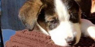 I cani fiutano lo stress umano e diventano pessimisti. Lo dice uno studio di Bristol