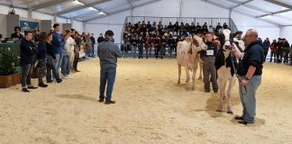 Bovimac, zootecnia protagonista. Lo Strozzi di Palidano vince la gara tra Istituti Agrari