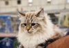 Domani in Millenaria a “Millenium cat” si elegge il gatto più bello dell’esposizione