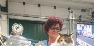 In 2.500 alla “Millenium cat”, l’esposizione mondiale di gatti della Millenaria di Gonzaga