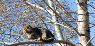 Spara a un gatto e lo fa sbranare dai suoi cani, video virale sui social