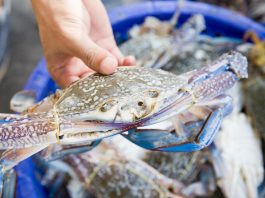Granchio blu, il Mantovano fa i conti con l’invasore del Po: cresce l’allarme