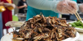 Grilli arrostiti, formiche e scorpioni in barattolo in vendita sul web: scatta sequestro