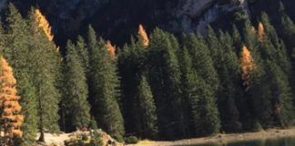 Giornata nazionale alberi, perché sono importanti nelle città