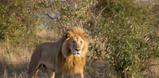 Roma, scatta l’allarme: un leone fugge dal circo a Ladispoli