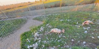 Lupi ancora in azione: tre pecore sbranate nelle campagne di Guidizzolo e altre tre sparite