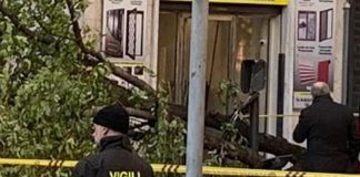 Donna uccisa da platano a Roma, l’agronomo: “Alberi troppo vecchi, fare come a Parigi”