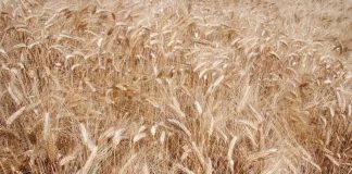 Ismea, agricoltura verso nuovo calo in valore anche in 2023