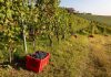 Vendemmia 2023 in ulteriore riduzione, calo da 20 a 24% su 2022