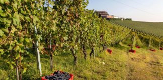 Vendemmia 2023 in ulteriore riduzione, calo da 20 a 24% su 2022