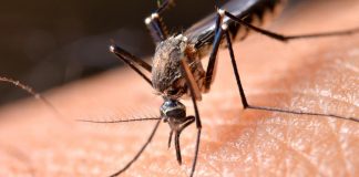 Dengue, in Italia 306 casi da inizio 2023: il bollettino