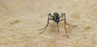 Chikungunya virus, in Italia 7 casi nel 2023