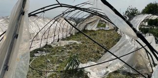 Gonzaga, danni grandinata 2021: Carra torna a chiedere lo stato di calamità