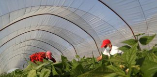Rapporto Ismea-Qualivita, Dop economy assegna 890mila contratti di lavoro