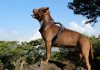 Che sintomi dà l’artrite? Riconoscere i segnali nel tuo cane