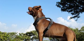 Che sintomi dà l’artrite? Riconoscere i segnali nel tuo cane