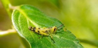Ogni anno consumiamo 500 grammi di insetti ‘nascosti’, alert su allergie