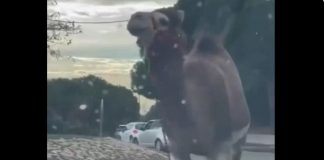 Dromedario fugge da circo e passeggia tra le auto, stupore e traffico bloccato a Marsiglia – Video
