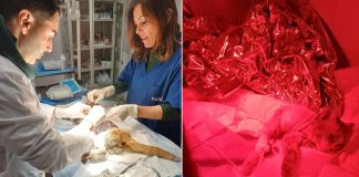 Scuoiato vivo e salvato dal canile, è morto il gattino Leone