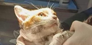 Una fiaccolata per Leone, il gattino morto dopo la tortura