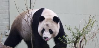 Cina, panda dello zoo di Edimburgo tornano a casa: segnale di crisi diplomatica?