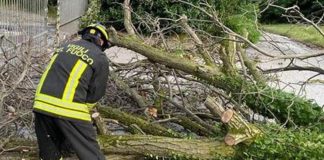 Maltempo oggi in Italia, alberi su auto in Emilia Romagna. Forti raffiche di vento in Toscana
