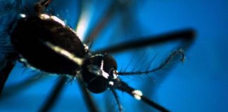 Dengue Italia, 347 casi da inizio anno: il bollettino