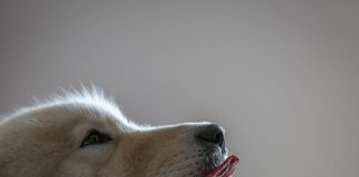 Stop alla vendita di carne di cane, approvata legge in Sudcorea