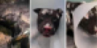 Cane bruciato vivo dal padrone supera seconda notte. Lav: “Un guerriero”