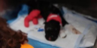 Aron non ce l’ha fatta, morto il cane bruciato vivo dal padrone a Palermo
