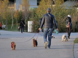 Mantova, i bisognini non raccolti di Fido possono costare cari: 300 euro di multa