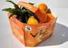 Agroalimentare: debutta sul mercato ‘Perrina’, nuova clementina tardiva made in Italy