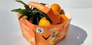 Agroalimentare: debutta sul mercato ‘Perrina’, nuova clementina tardiva made in Italy