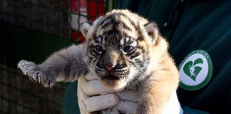 Fiocco rosa al Bioparco di Roma, nata cucciola di tigre di Sumatra