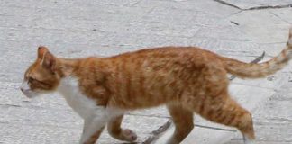 “Sei gattini dilaniati dai petardi”, Aidaa mette ‘taglia’ da 5mila euro