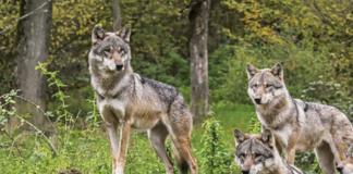 Una trentina di lupi nel Mantovano: riparte il censimento della Provincia