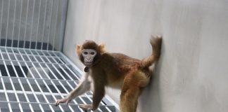 Scimmia clonata sopravvissuta 2 anni, l’esperimento in Cina