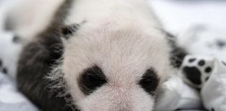 Russia, primo panda gigante nato nel Paese: si chiamerà Katyusha