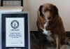 Cane ‘più longevo di sempre’? Giallo sui 31 anni suonati di Bobi