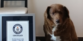 Cane ‘più longevo di sempre’? Giallo sui 31 anni suonati di Bobi