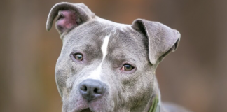 Cesole: cane nel fosso, ripescato dai VVF. Ma non c’è il lieto fine