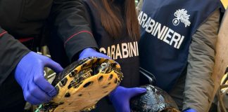 Trovato con due tartarughe palustri americane: denunciato per allevamento di animali alloctoni