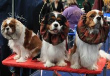 Gonzaga, alla Millenaria la 61ª Esposizione Internazionale Canina Enci: 2.600 cani in gara