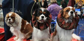 Millenaria, nel weekend la 59ª esposizione canina Enci: 1.700 esemplari in mostra