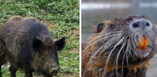 Fauna selvatica, Beduschi: “è un’emergenza, basta resistenze a livello locale”