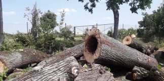 Nuove alberature e messa in sicurezza dei viali di Sabbioneta: presto la seconda fase